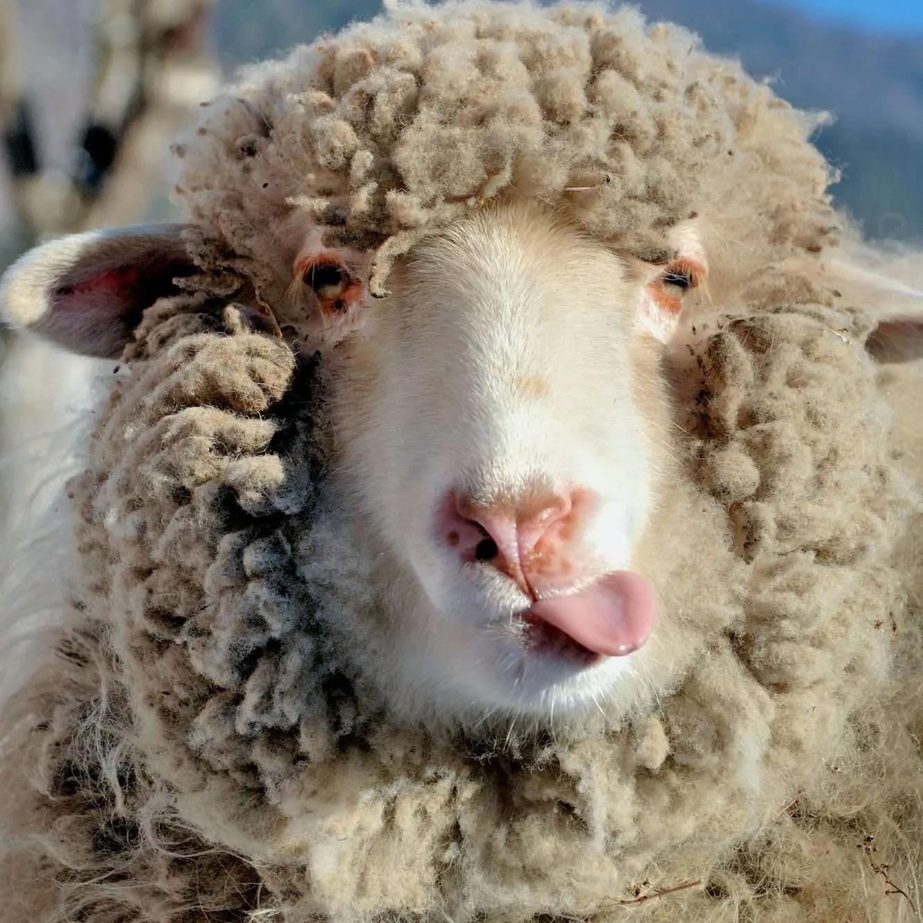 Sheep